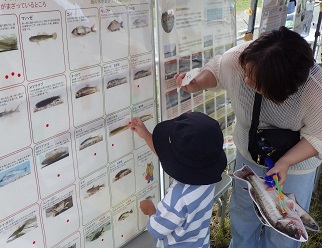 釣った魚を探してシール貼り・解説確認